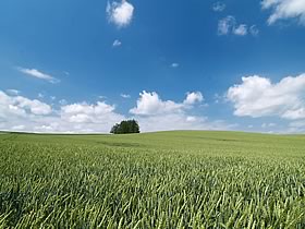 麦畑　北海道・美瑛町