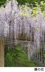 親鸞会の敷地内に咲く藤の花