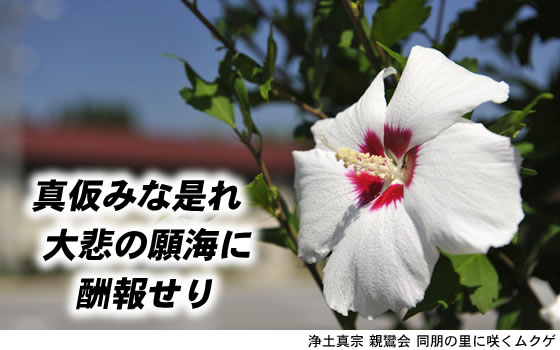 親鸞会 同朋の里に咲くムクゲの花