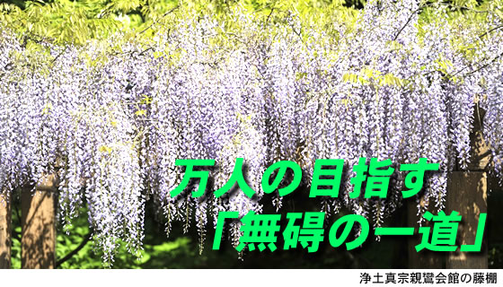 親鸞会 万人の目指す「無碍の一道」