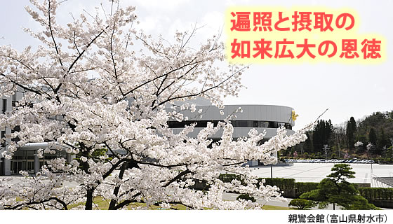 親鸞会館の桜