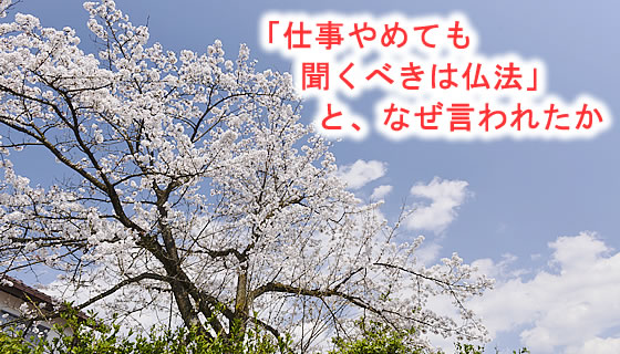 同朋の里の桜