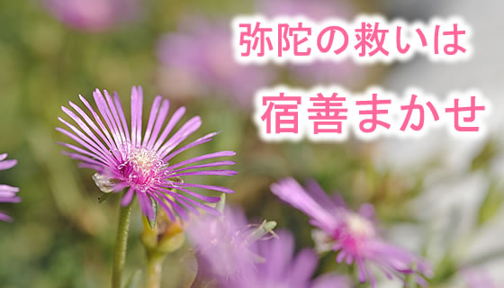 同朋の里の花