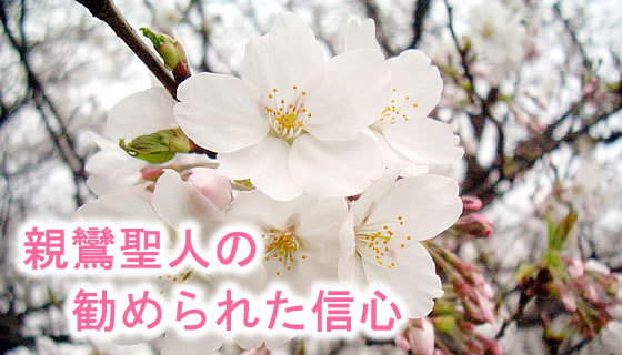 ビルの桜